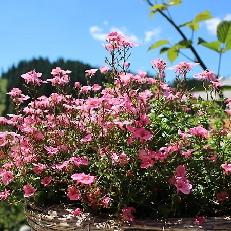 Pensiune Kutsinska House